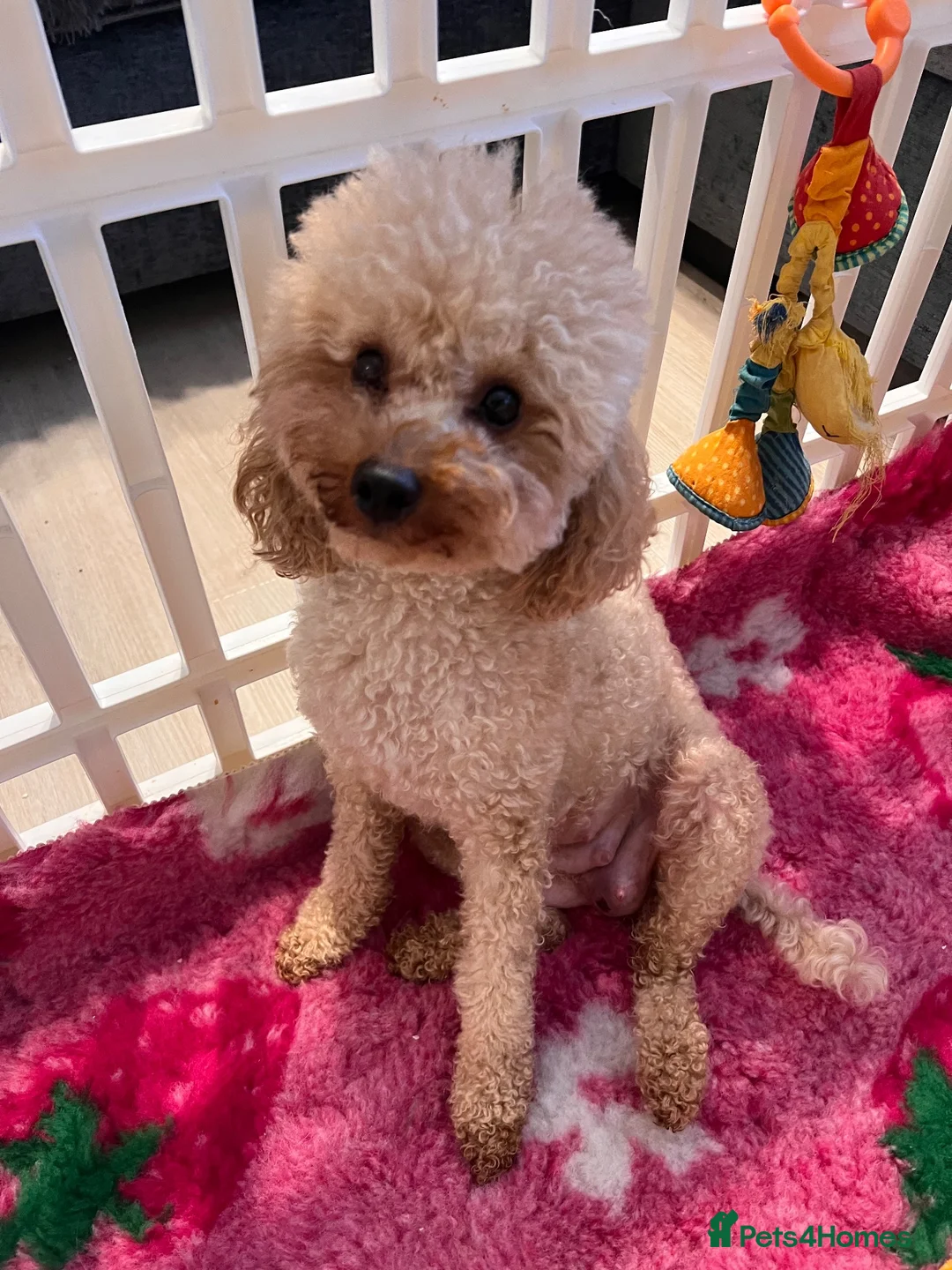 Poochon dogs for sale: Poochons born to Extensively HealthTested parents  - Advert 1