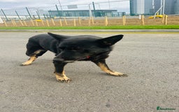 German Shepherd dogs for sale: 🐾 Trained German Shepherd “Cuba”Loving Family Dog - Image 6