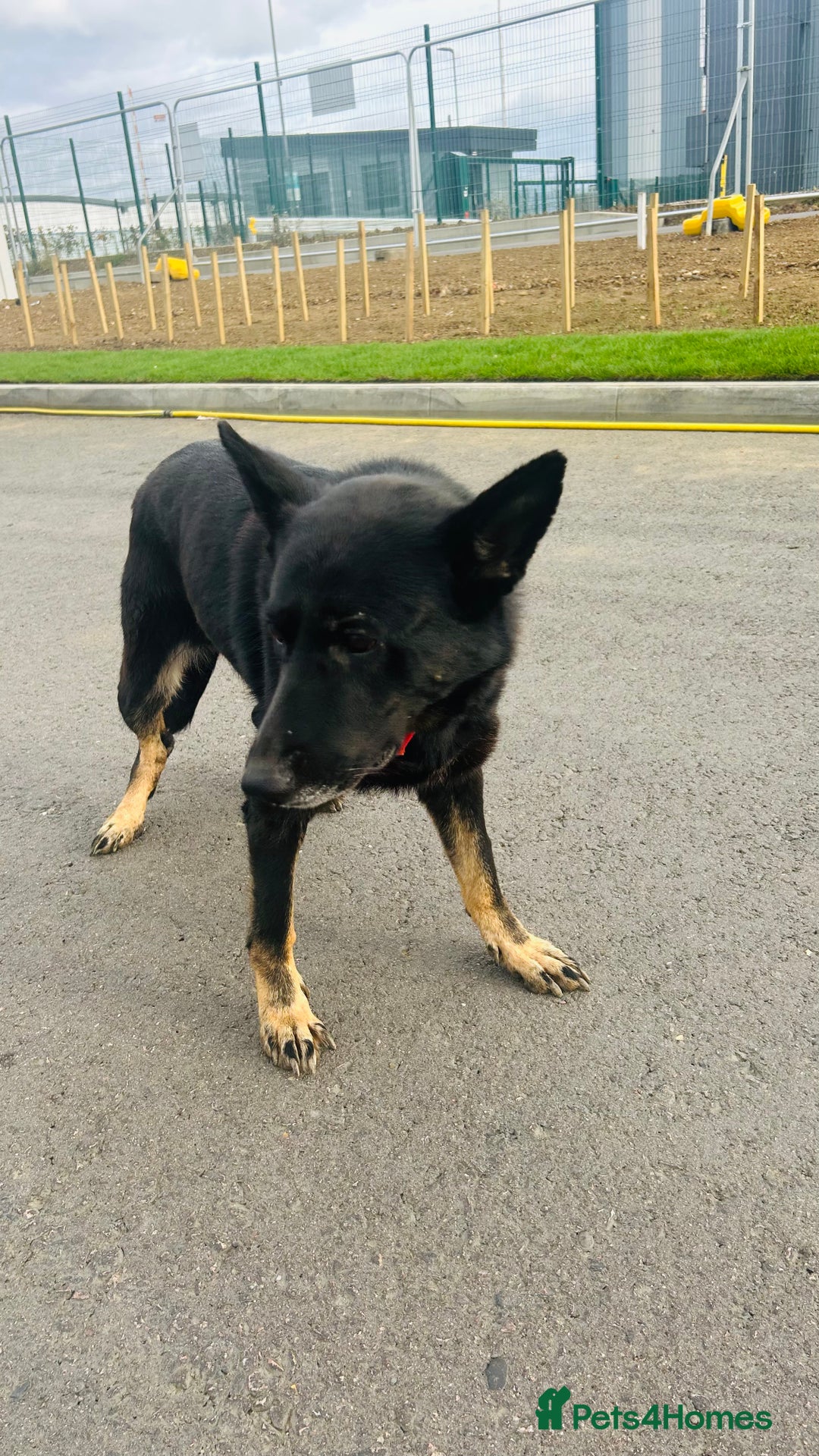 German Shepherd dogs for sale: 🐾 Trained German Shepherd “Cuba”Loving Family Dog - Image 6