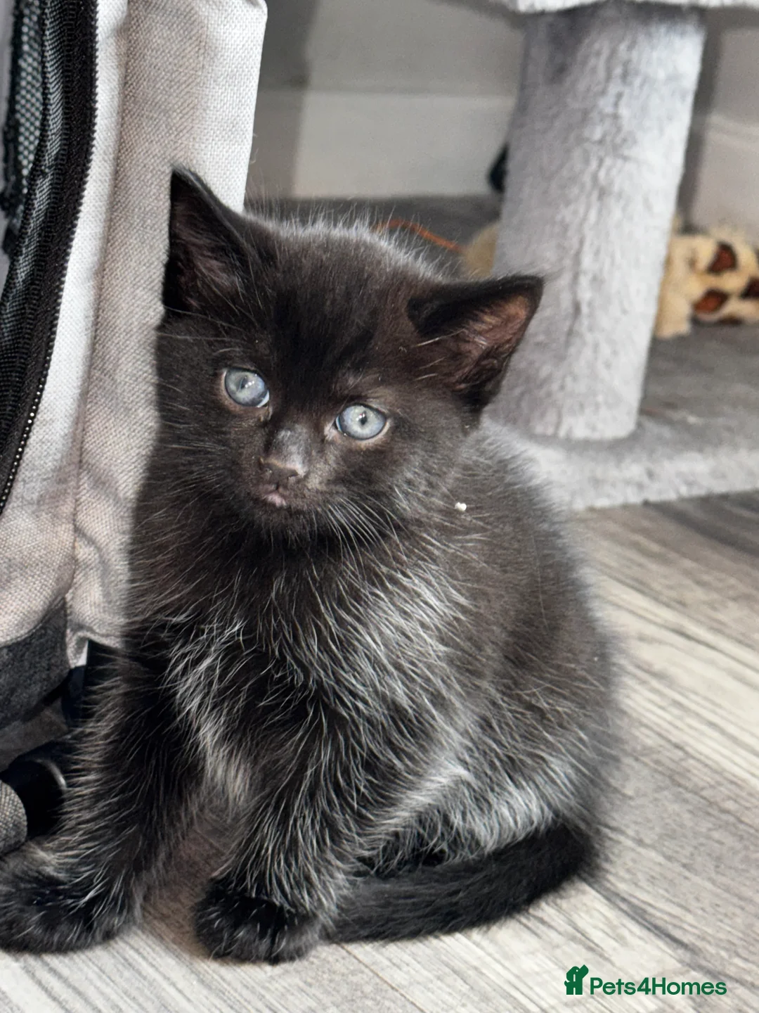 Mixed Breed cats for sale: Beautiful kittens  - Advert 2