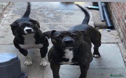 Mixed Breed dogs for sale: American bulldog staffy 🏡 - Image 1