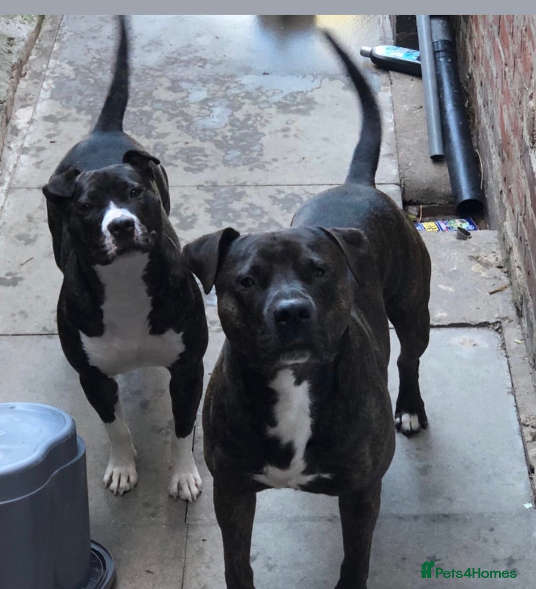 Mixed Breed dogs for sale: American bulldog staffy 🏡 - Image 1