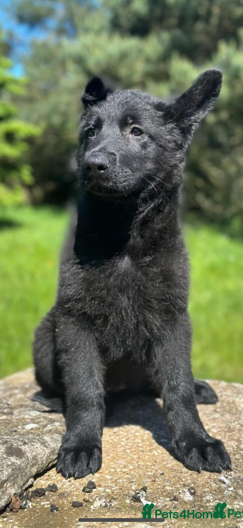 German Shepherd dogs for sale: BIG BONED KC FEMALE - Advert 1