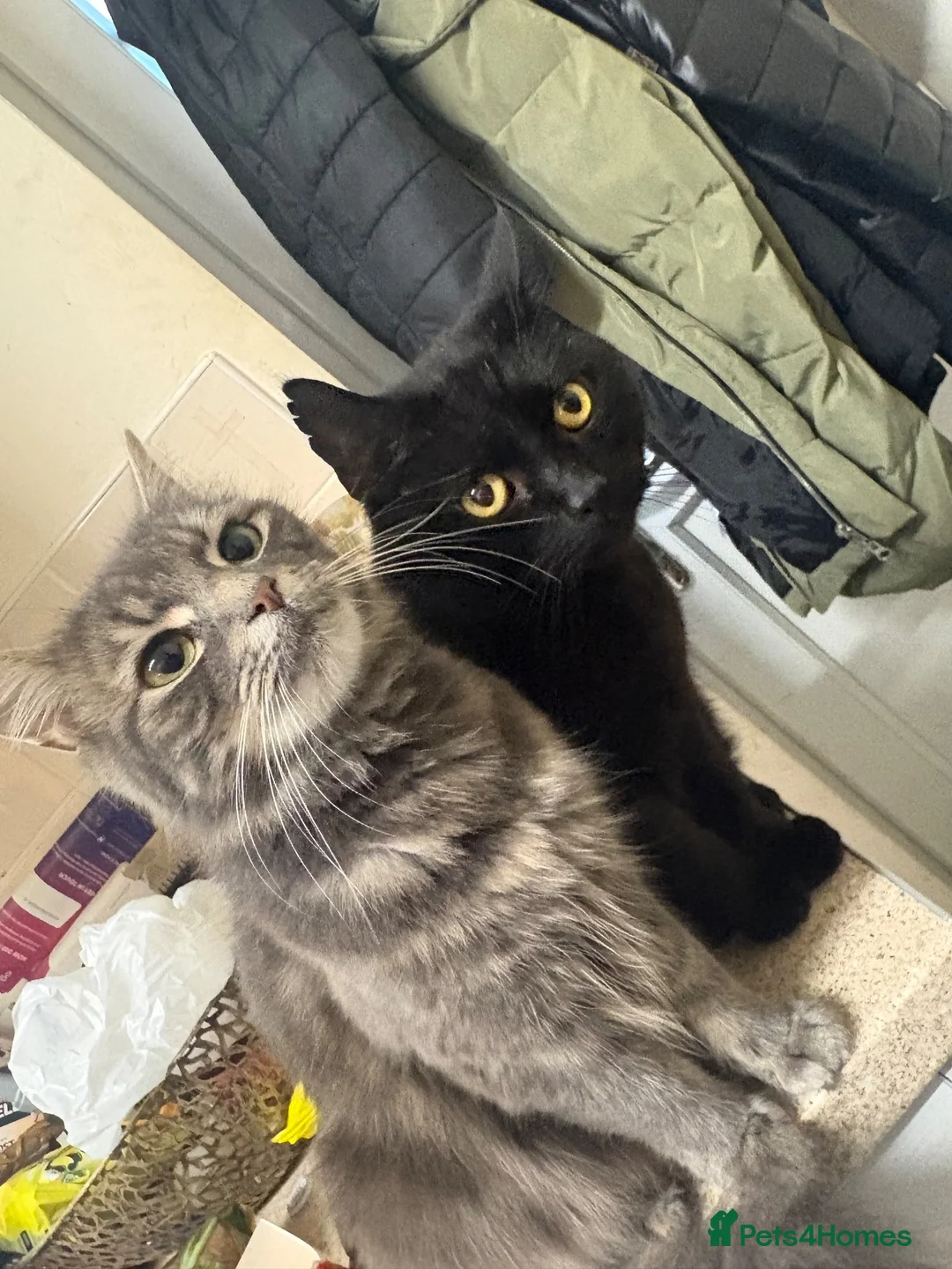 Norwegian Forest Cat cats for sale: 4 Norwegian For Kittens kitten - Advert 1