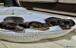 Dachshund dogs for sale: Miniature dachshund puppies for sale - Image 8