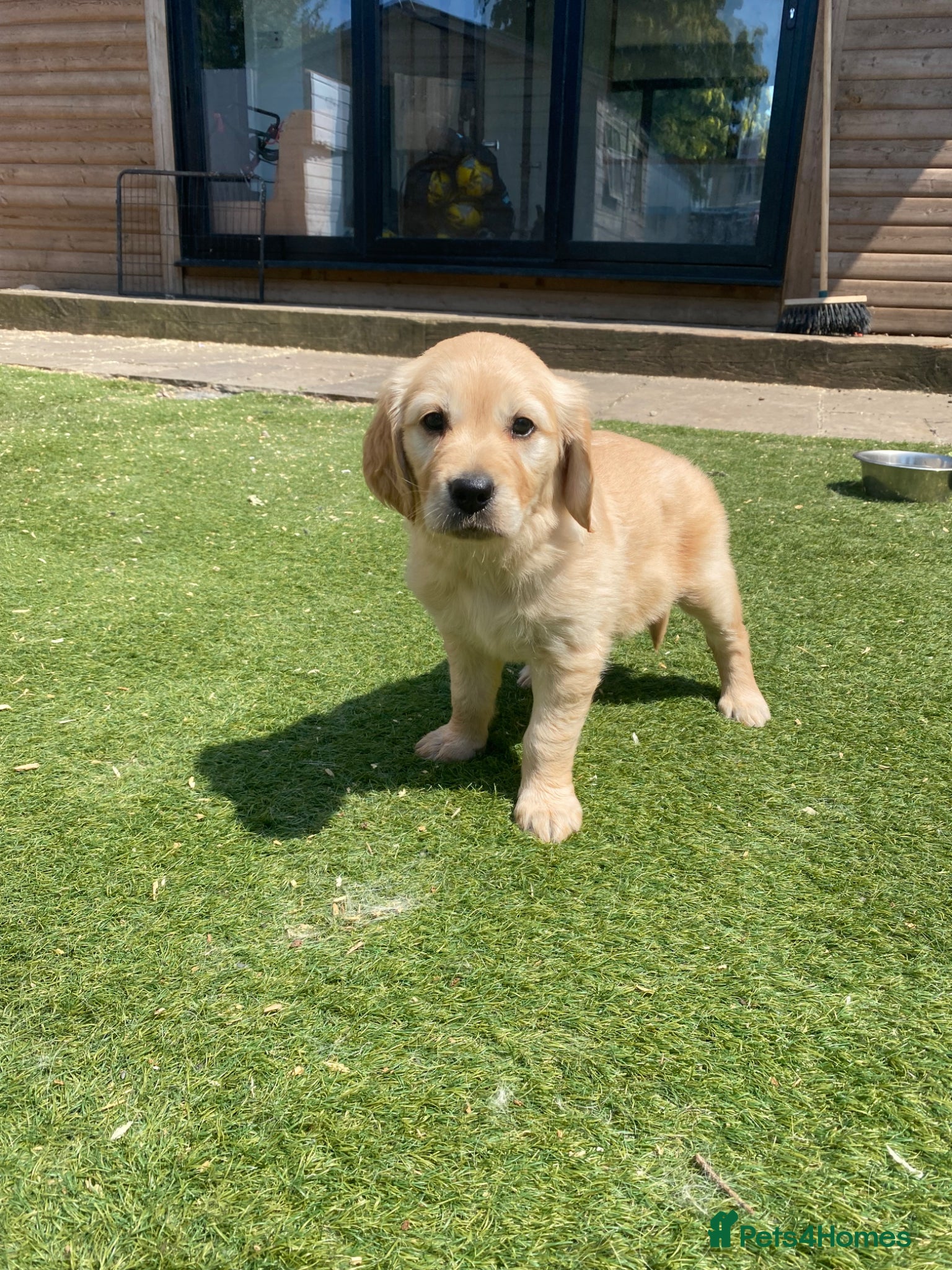 Golden Retriever dogs for sale: 1 Beautiful Golden Retriever Girl Left 😍🩷 - Advert 1