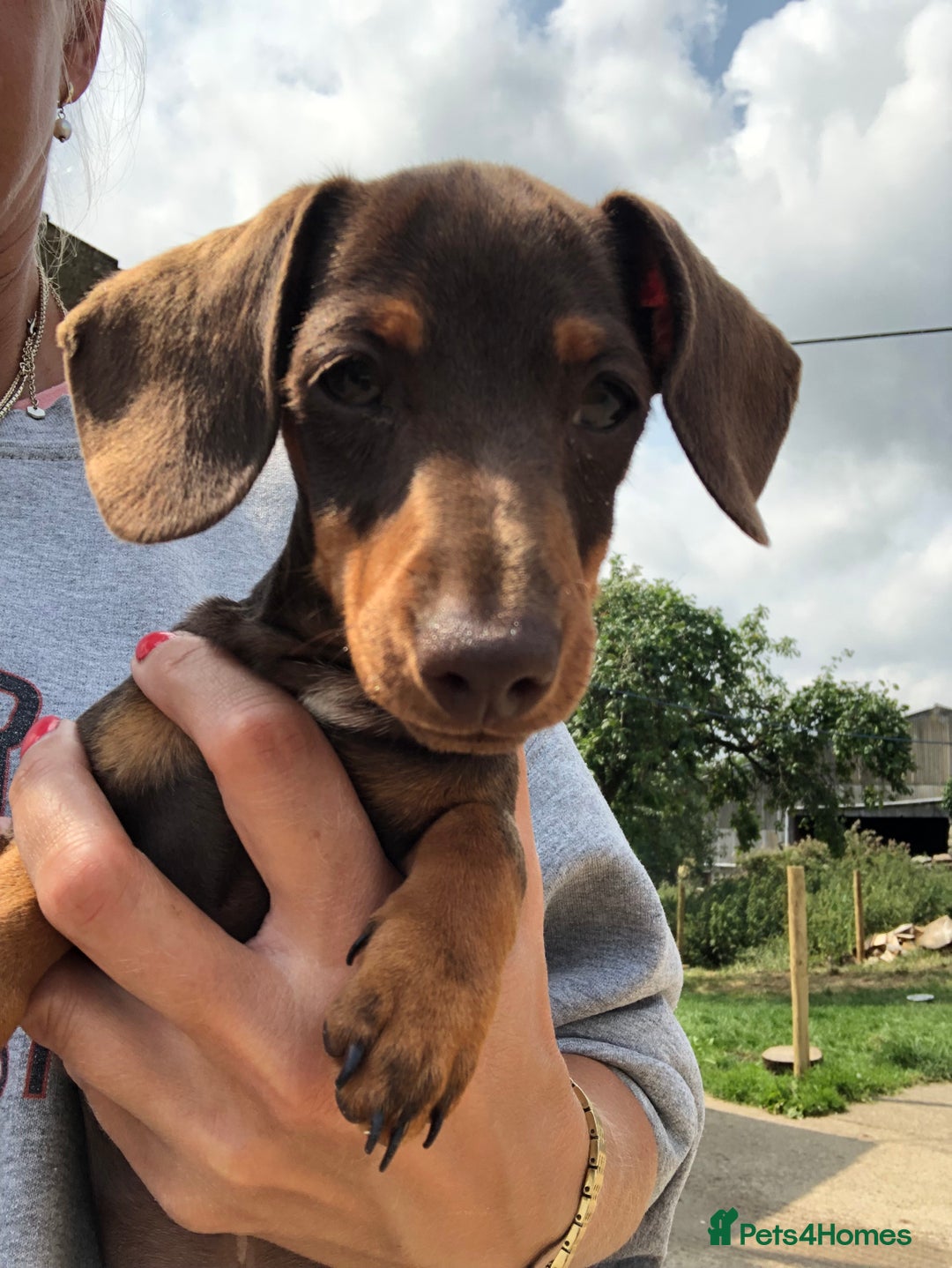 Miniature Dachshund dogs for sale: Choc/Tan 5* licenced breeder Miniature  Dachounds in Catterick Garrison - Image 5