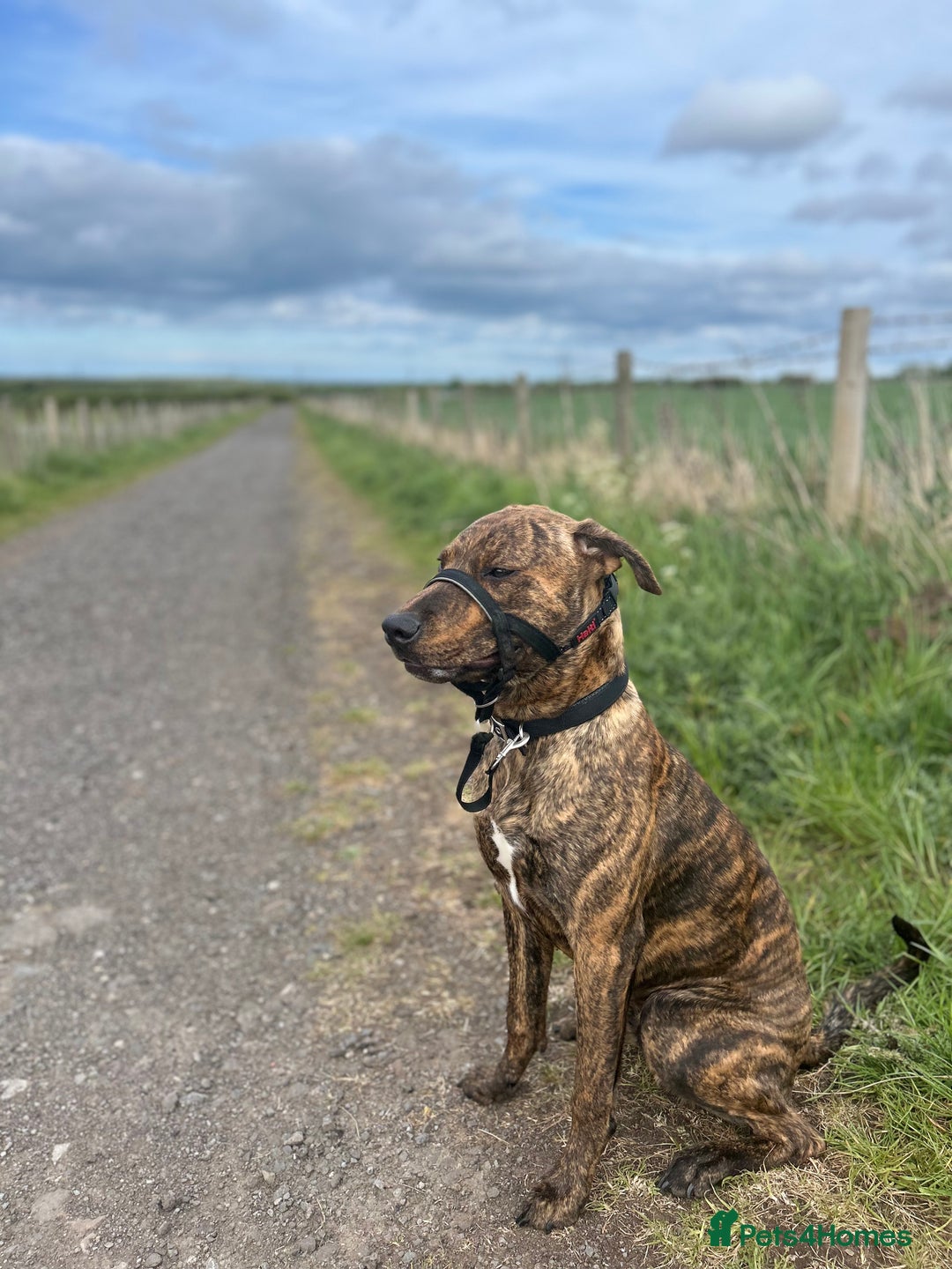 Mixed Breed dogs for sale: Looking for a loving home  - Advert 1