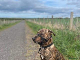 Mixed Breed dogs Looking for a loving home - Advert 13