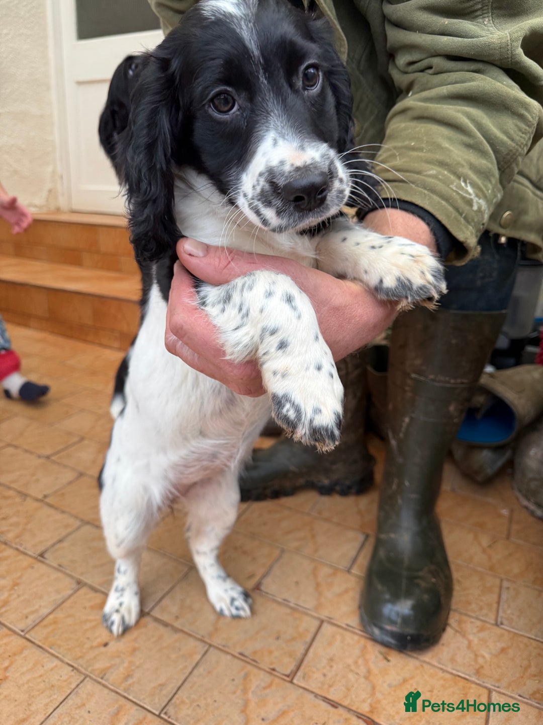Sprocker dogs for sale: 2 sprockers available  - Advert 1