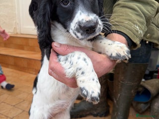 Sprocker dogs 2 sprockers available - Advert 1