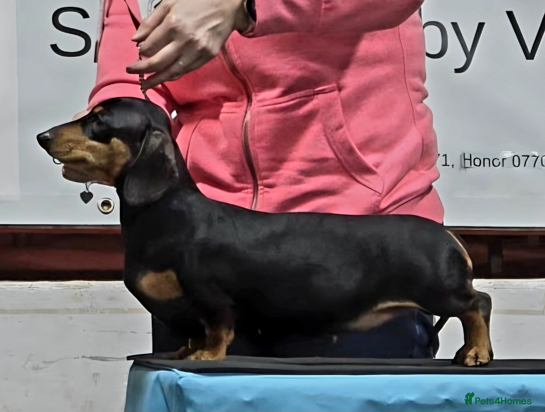 Dachshund dogs Miniature Smooth Haired Dachshund (IVDD screened)  - Advert 8