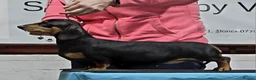 Dachshund dogs for sale: Miniature Smooth Haired Dachshund (IVDD screened)  - Advert 1