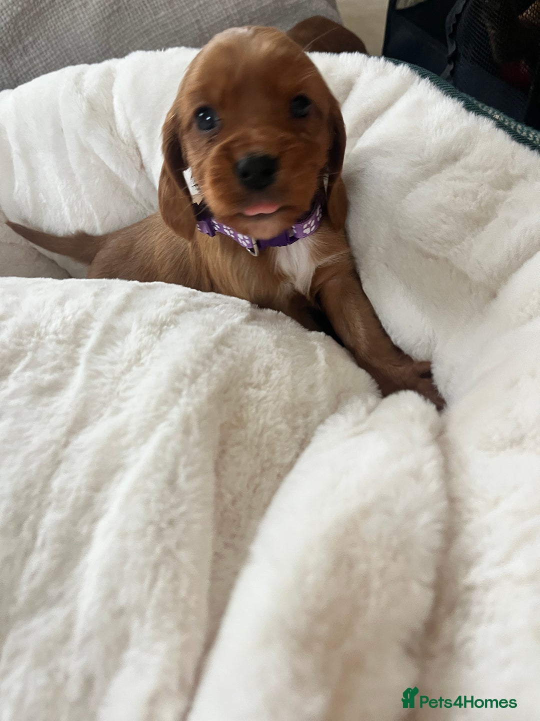 Cocker Spaniel dogs for sale: fox red cocker spaniels health tested  - Advert 18