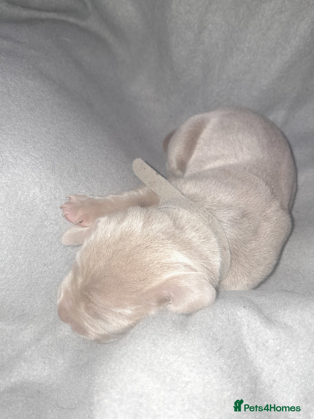 Weimaraner dogs for sale: Weimaraner gunalt champion bloodline KCregistered  - Advert 8