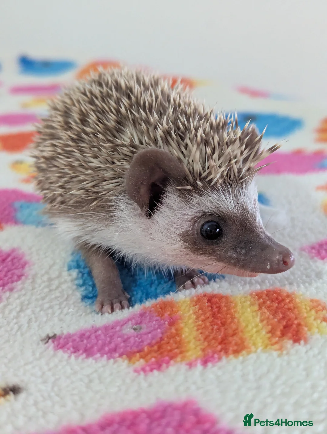 Pygmy Hedgehog rodents for sale: Beautiful Hoglets Ready for 5* Homes - Advert 10