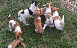 Jack Russell dogs for sale: Pure Jack Russell puppies - Image 23