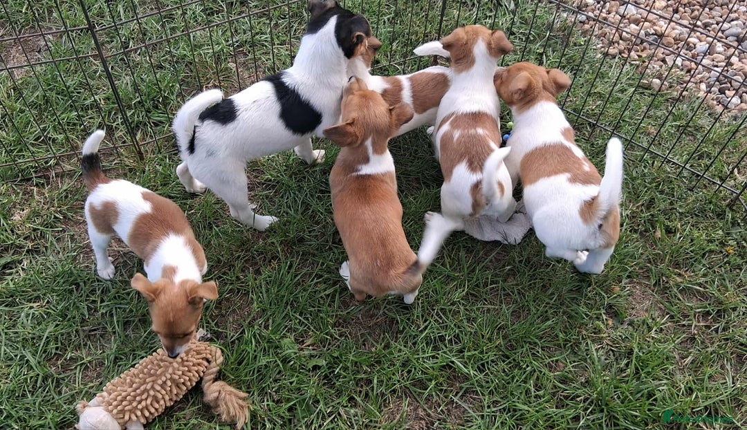 Jack Russell dogs for sale: Pure Jack Russell puppies - Image 23