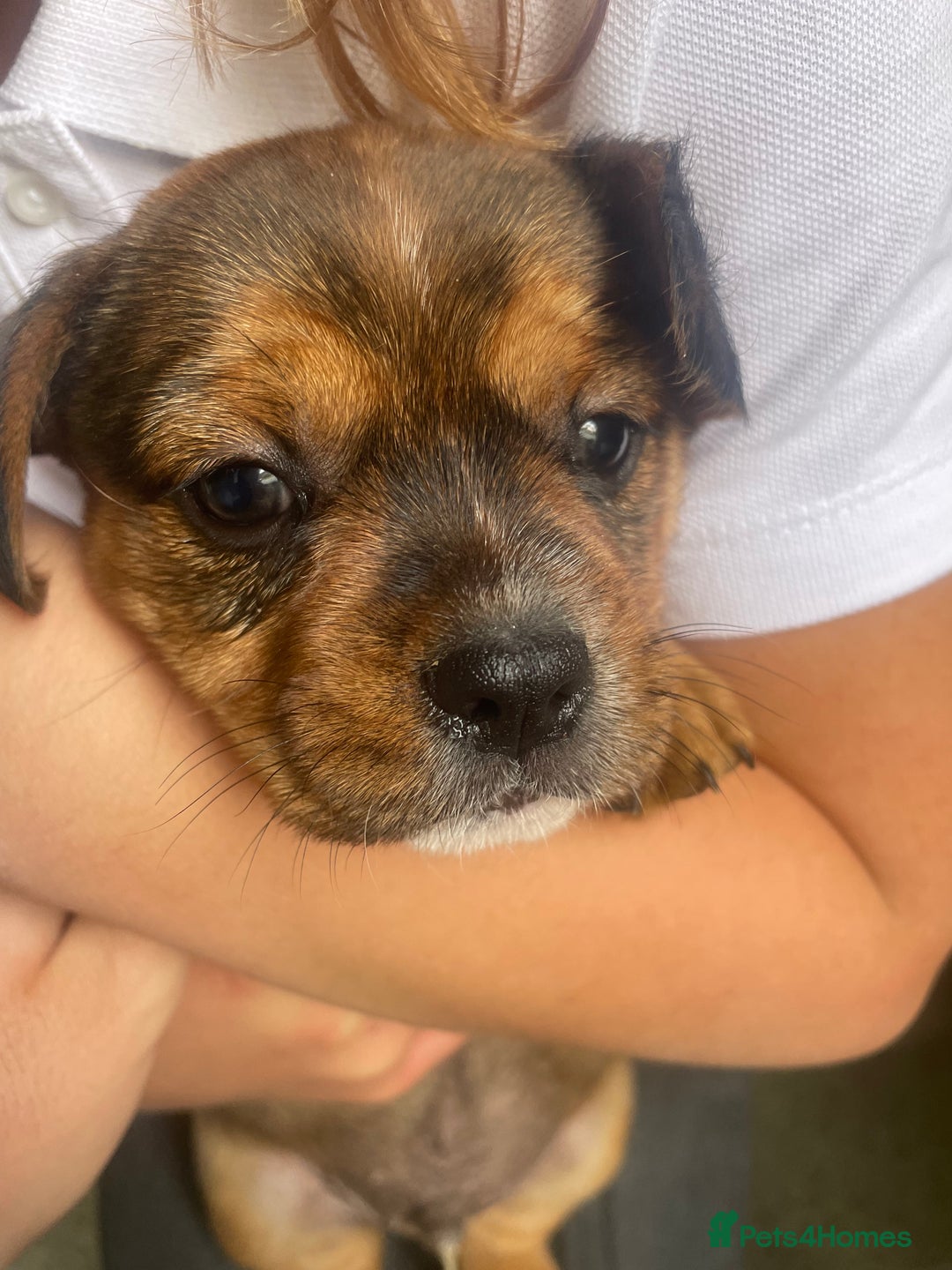 Mixed Breed dogs for sale: French bull dog x jack russel - Image 1