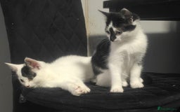 Mixed Breed cats for sale: Beautiful kitchens  in London - Image 1