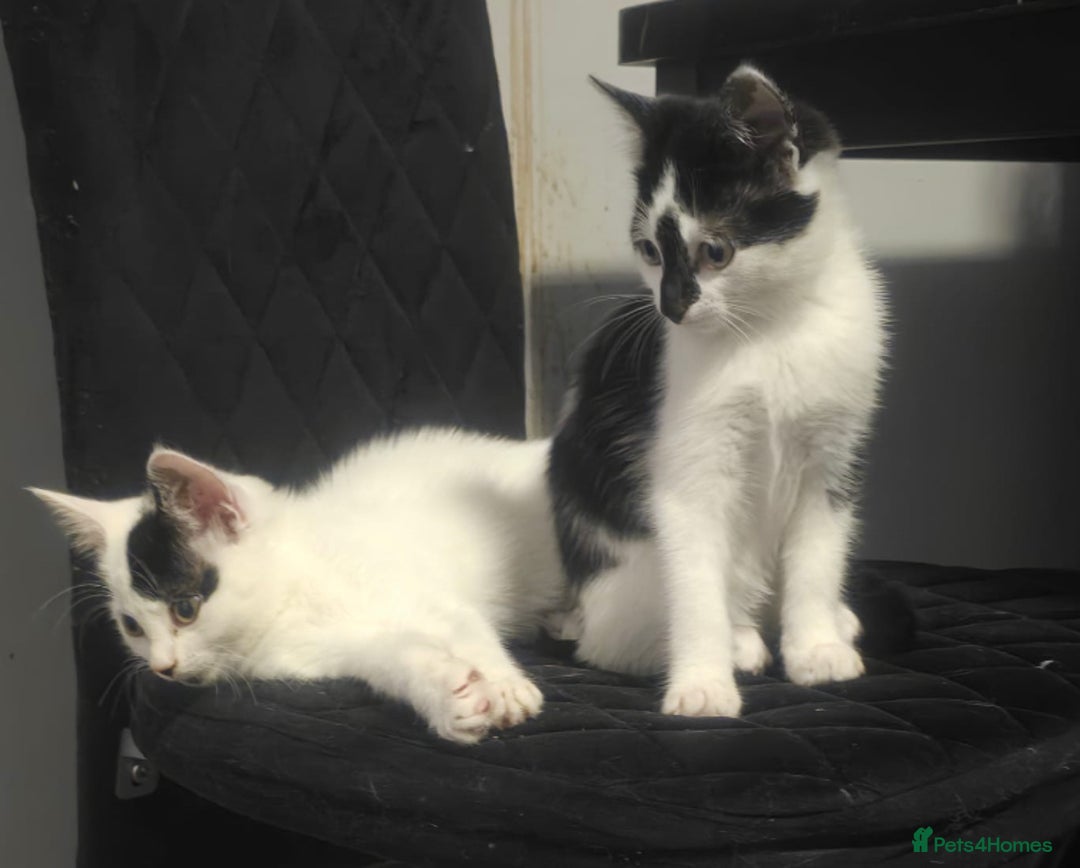 Mixed Breed cats for sale: Beautiful kitchens  in London - Image 1