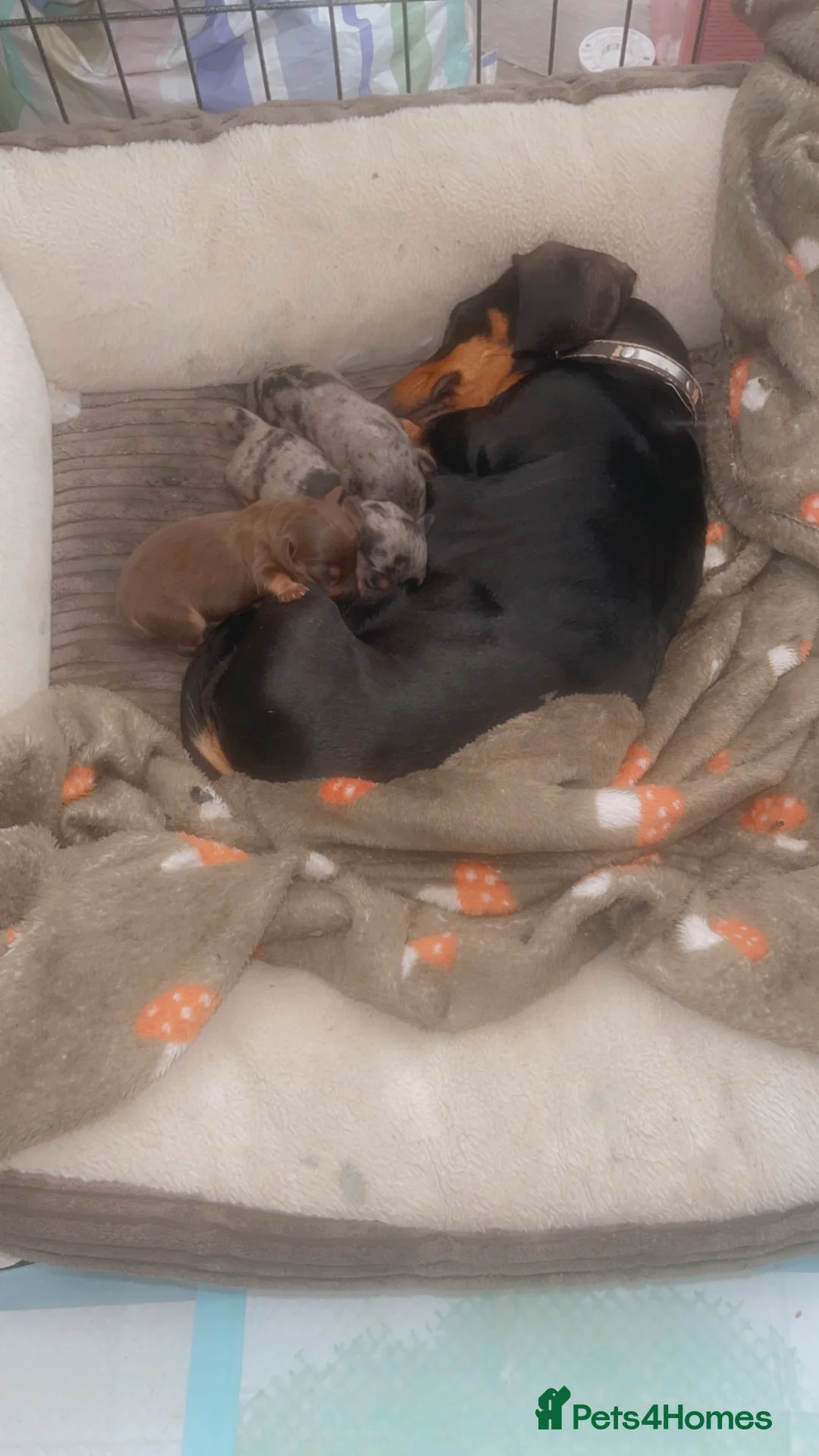 Miniature Dachshund dogs for sale: Gorgeous miniature dachshund puppies - Advert 2