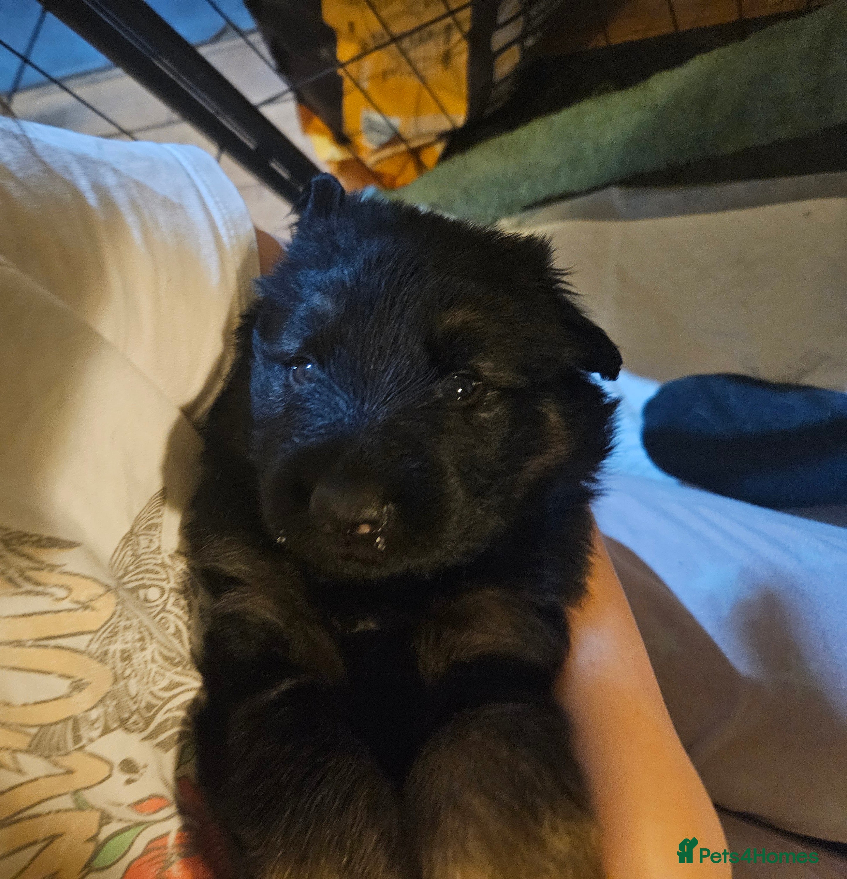 German Shepherd dogs 5 gorgeous german shepherd puppies for sale  - Advert 14