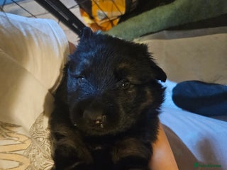 German Shepherd dogs 5 gorgeous german shepherd puppies for sale - Advert 14