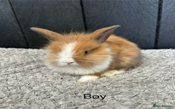 Mini Lop rabbits for sale: Stunning mini lops and mini lion lops  - Image 5