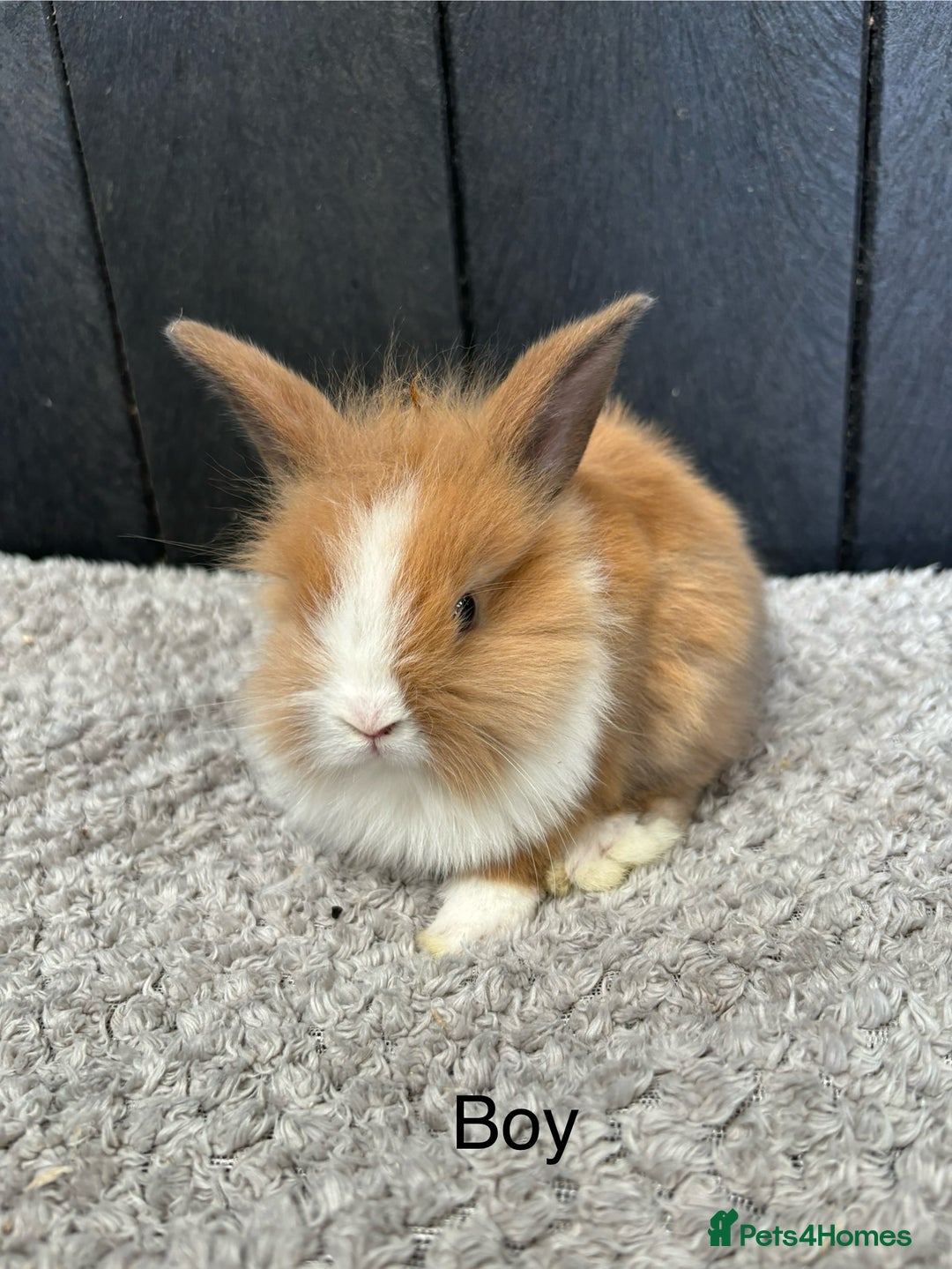 Mini Lop rabbits for sale: Stunning mini lops and mini lion lops  - Image 5