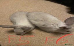 Mixed Breed rabbits for sale: Baby rabbits  - Image 9