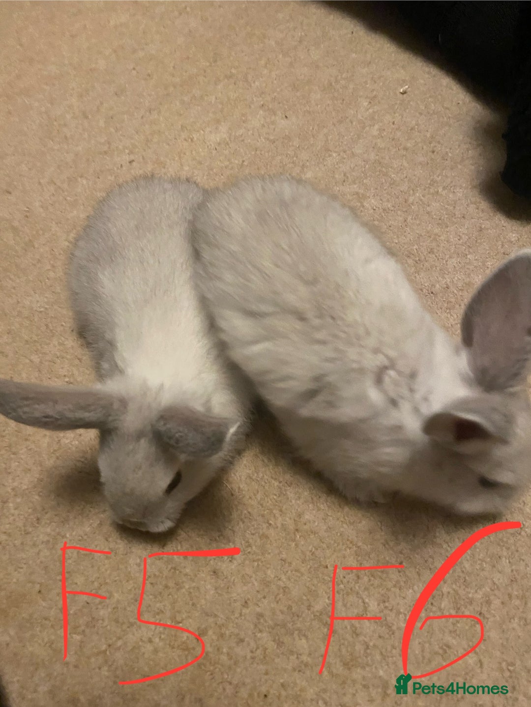 Mixed Breed rabbits for sale: Baby rabbits  - Image 9