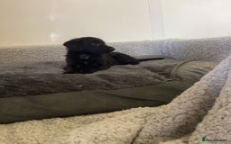 Mixed Breed dogs for sale: Whippet x bedlington - Image 6