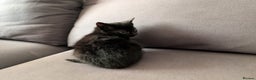 Domestic Shorthair cats for sale: Adorable domestic shorthair kittens, ready to go - Advert 8