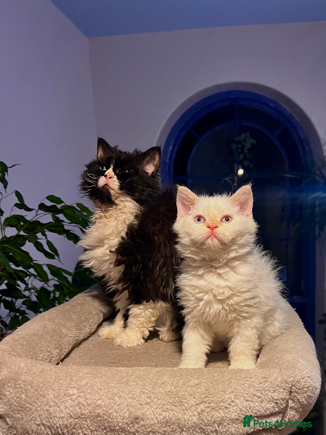 Selkirk Rex cats for sale: Stunning Selkirk rex kittens - Advert 11