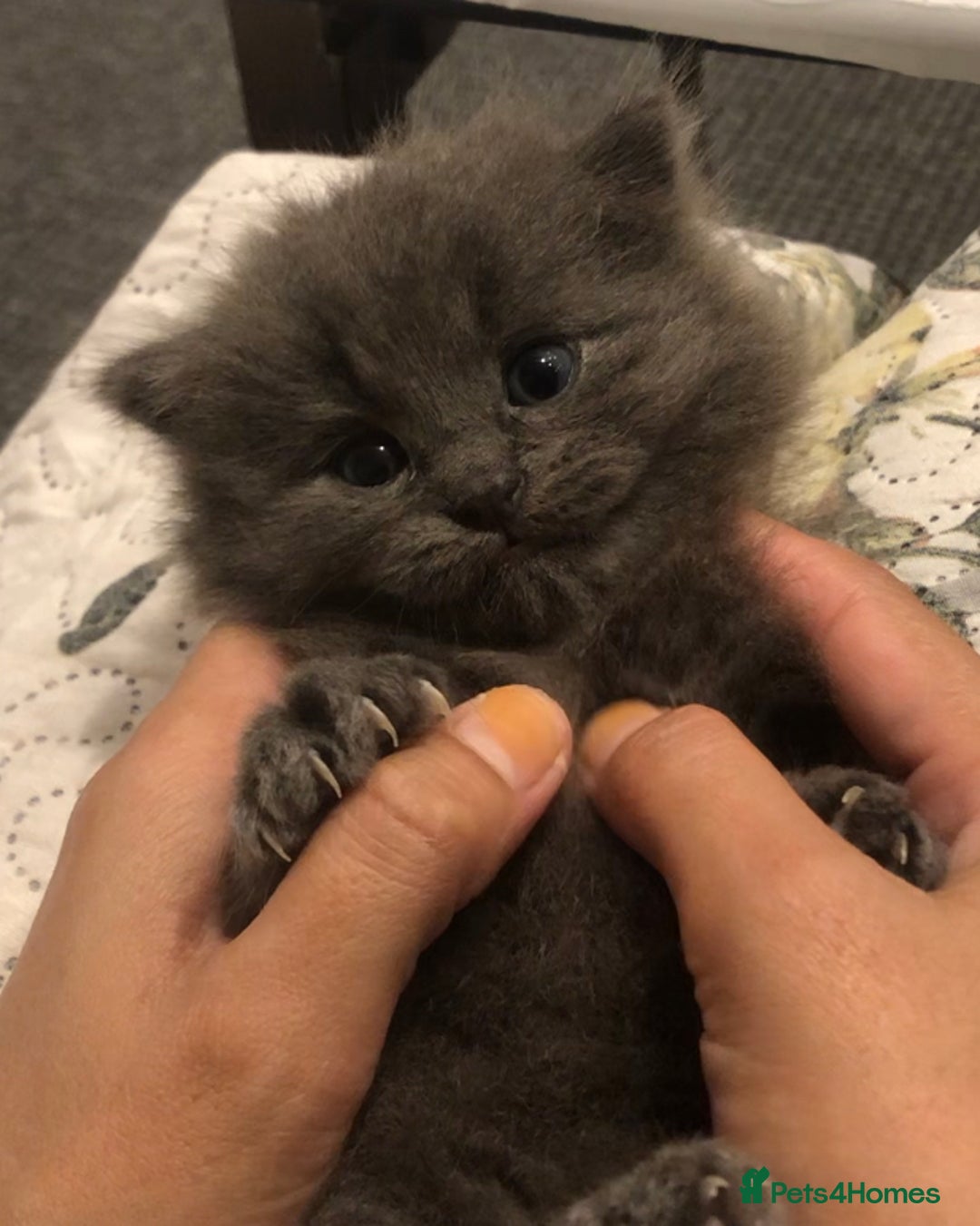 Mixed Breed cats for sale: Mix British long hair kitten(male) - Image 2