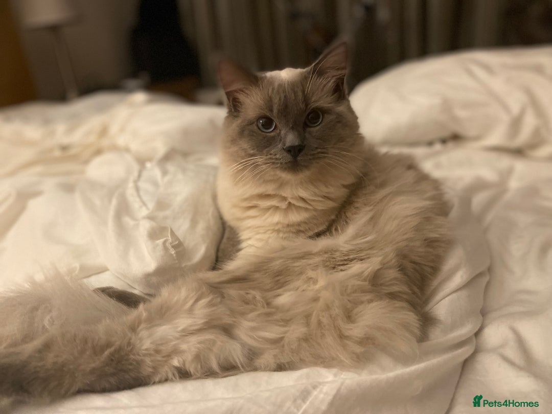 Ragdoll cats for sale: Two beautiful Ragdoll Cats for a New Loving Home - Image 2