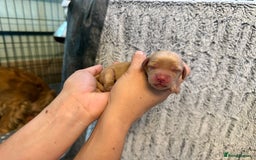 Cockapoo dogs for sale: 🐾 F1 Top Class 🐾  - Image 11