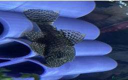 Plecos fish for sale: Bristlenose Plecos  - Image 3
