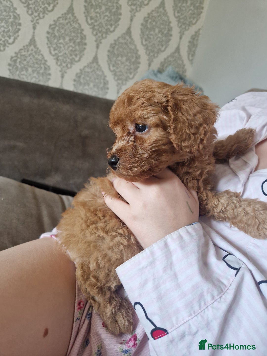 Cavapoochon dogs for sale: Cavapoochon puppies available  - Image 22