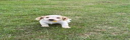 Cocker Spaniel dogs for sale:  show type cocker spaniel puppies🐾 - Advert 20