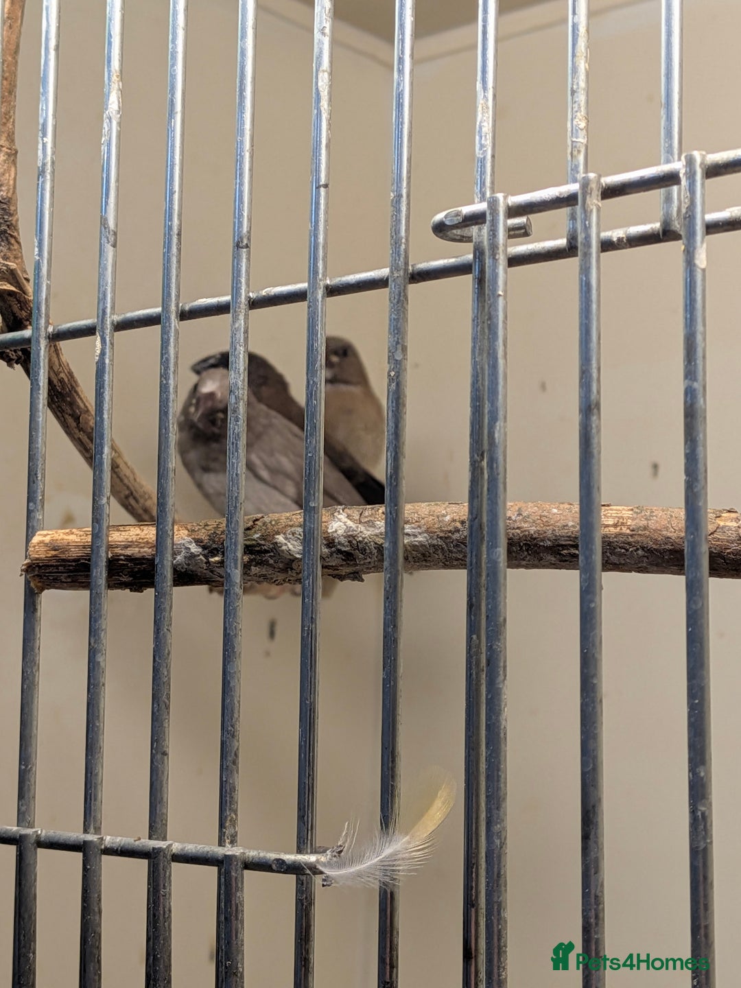 Finches birds for sale: Mixed Society finches - Advert 11