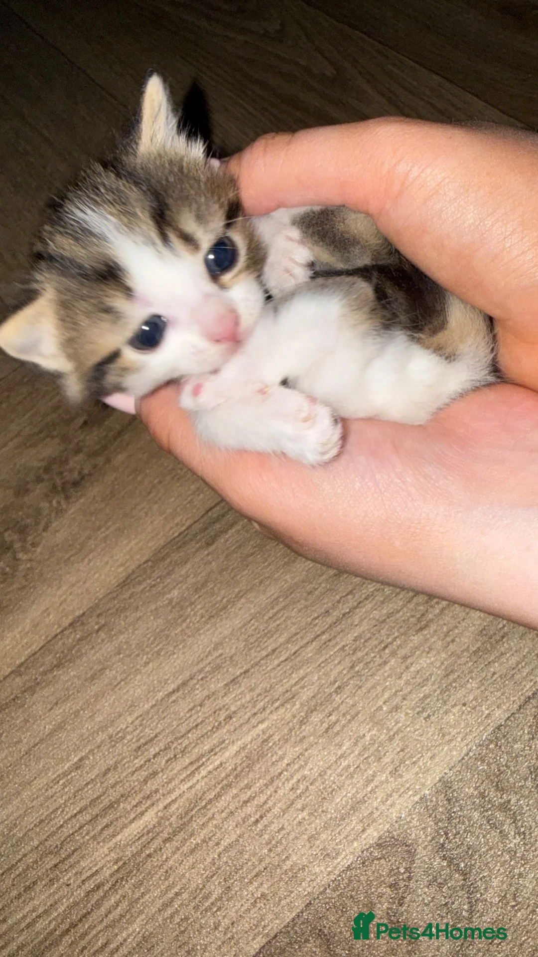 Mixed Breed cats for sale: 4 stunning kittens with unique markings for sale - Advert 2