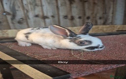 Rex rabbits for sale: 10 week old baby rex rabbits - Image 1