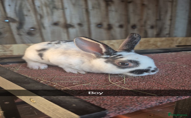 Rex rabbits - Advert 1
