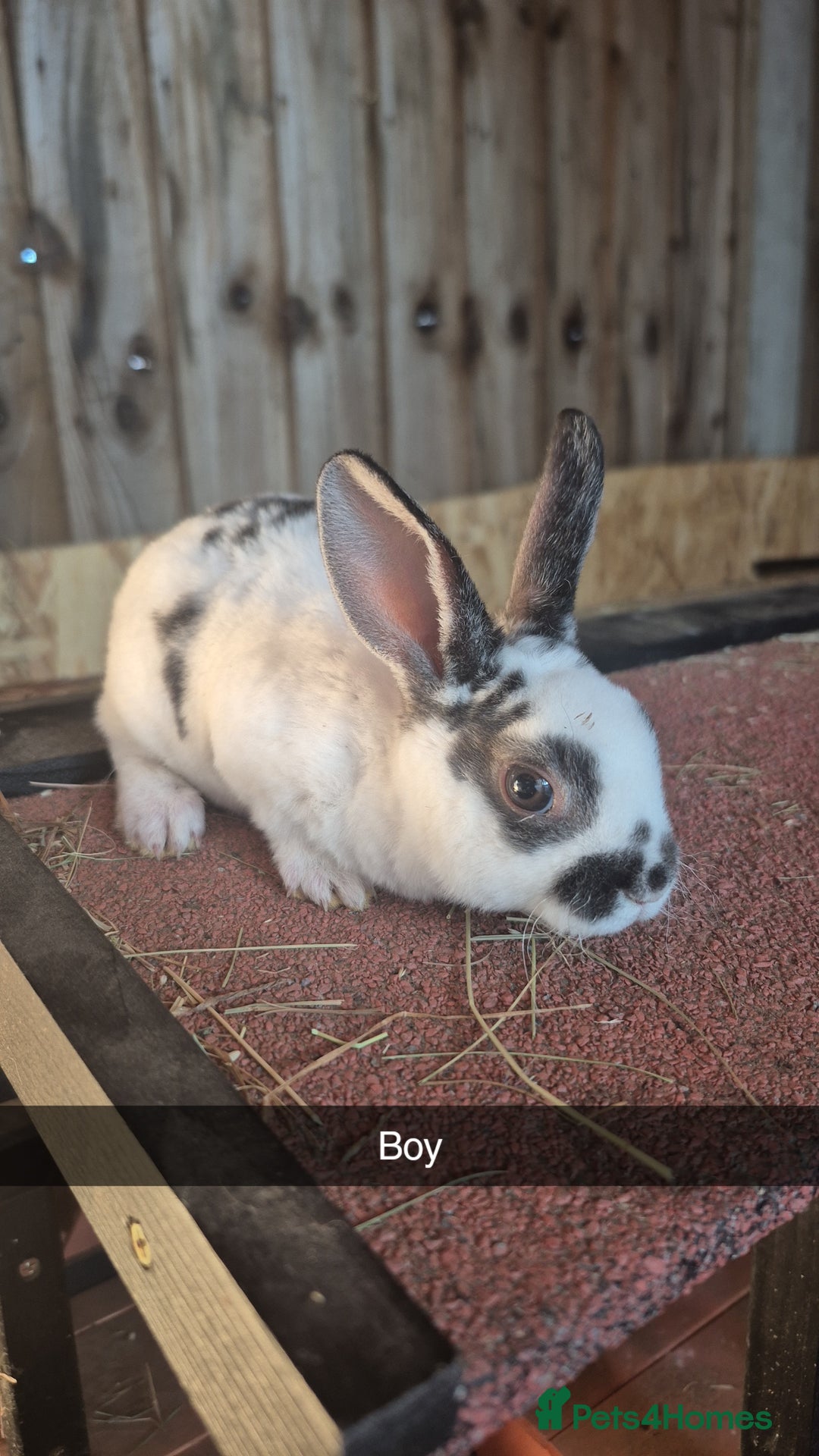 Rex rabbits for sale: 10 week old baby rex rabbits - Image 1