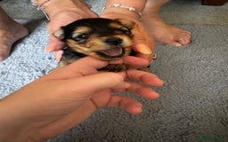 Yorkiepoo dogs for sale: 3 Beautiful Yorkiepoo puppies - Image 5