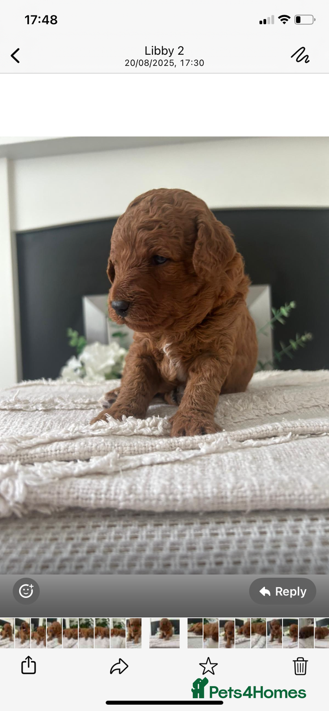 Labradoodle dogs for sale: Stunning red miniature labradoodle puppies - Image 7