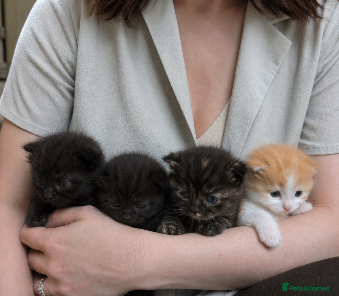 Mixed Breed cats Highland Dollies  - Advert 6