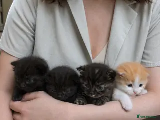 Mixed Breed cats Highland Dollies - Advert 6